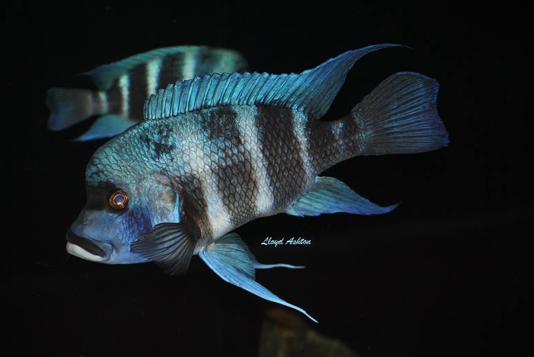 Cyphotilapia gibberosa 'Kansombo'